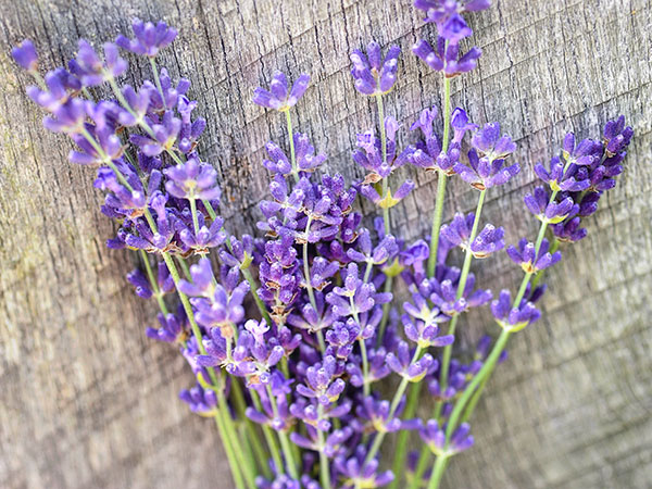 Lavender Life Farms